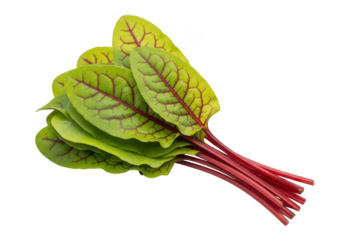 Bunch of bright green sorrel leaves with red veins and stems leaf