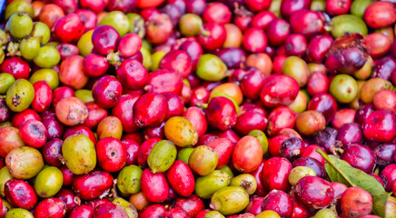 close up view of coffee cherries, Kerinci, Jambi