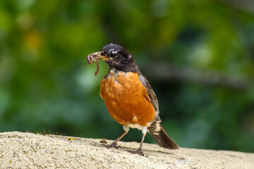 Early Bird / Robin Gets the Worm