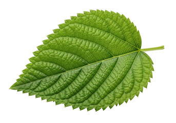 Close up of a single vibrant green leaf with serrated edges on nature plant