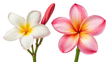Fototapeta premium Plumeria Flower and one Adenium Obesum Flower on transparent