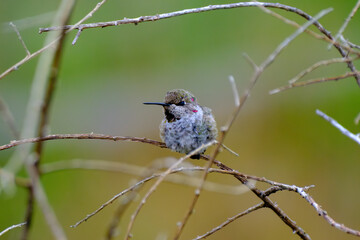 Anna's Hummingbird puffed up on a branch