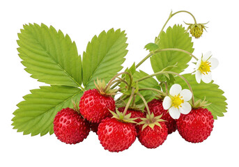 Cluster of ripe wild strawberries with green leaves and white flowers strawberry fruit