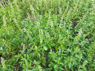 Basil plant (Ocimum basilicum) in outdoor garden 