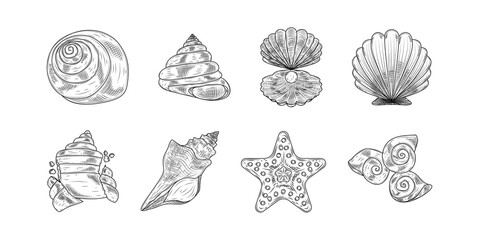 Seashell Hand Drawn Ink Sketch Vector Set Illustration