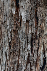 bark of a tree close up