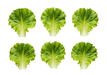 Six vibrant green lettuce leaves arranged in two rows on leaf fresh