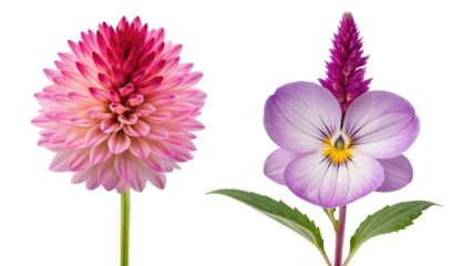 Amaranthus Flower and Viola Flower isolated on transparent