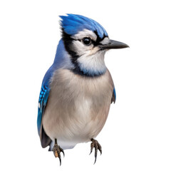 Fototapeta premium Blue jay bird isolated on transparent background