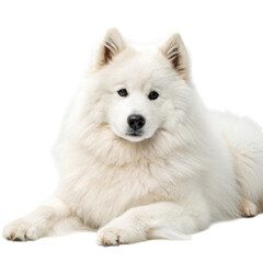 Fototapeta premium Fluffy white samoyed dog lying down isolated on transparent background