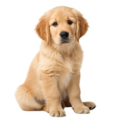 Adorable golden retriever puppy sitting isolated on transparent background