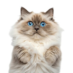 Fluffy ragdoll cat with bright blue eyes looking up isolated on transparent background