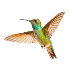 Fototapeta premium Hummingbird in flight isolated on transparent background