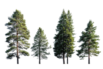 Five coniferous trees in a row, varying in size