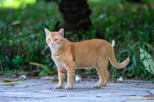Orange cat walking in the garden - Powered by Adobe