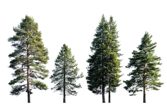 Five coniferous trees in a row, varying in size - Powered by Adobe