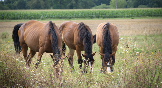 Three beautiful brown horses graze peacefully in a lush, green field on a sunny day.