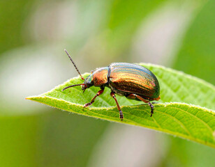 Fototapeta premium Photo of a rare insect species (e.g. Brazilian jewel beetle, Buprestidae) perched on a native leaf in Mata Atlântica