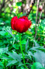 Beautiful peony flower close up view