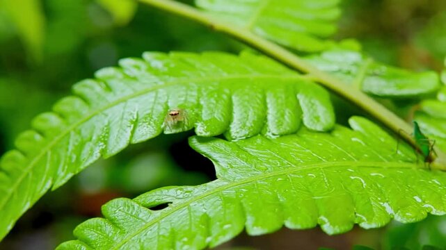 Footage 4K - A tiny spider and green leafhopper on a wet fern leaf after rain in tropical forest, natural macro shot.