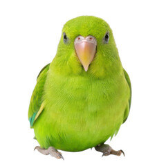 Cute green parrot isolated on transparent background