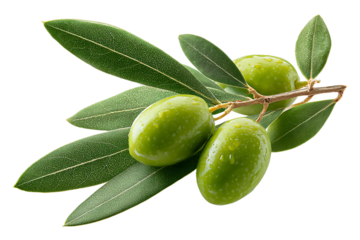 A vibrant green olive branch with ripe olives isolated on transparent background