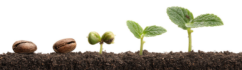 Stages of a seed sprouting