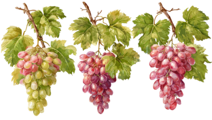 Three bunches of grapes, varying in color from light green to deep pink, hang from vines.  Detailed leaves and stems accompany the fruit