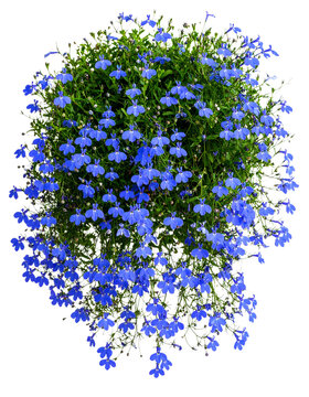 Trailing Lobelia Vine with Cascading Blue Flowers and Thin Green Stems.