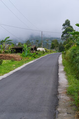 A misty and cold morning on a rural road in Silancur Village, Magelang, along the slopes of Mount Sumbing, with fog covering the mountain and lush greenery lining the roadside.