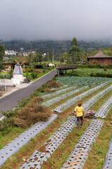 Lush vegetable farms spread across the cool slopes of Mount Sumbing in Silancur Highland, Magelang, creating a peaceful rural landscape often visited by travelers seeking fresh air and natural beauty.