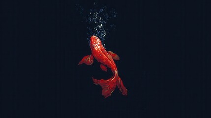Obraz premium Vivid red fish in dark water.