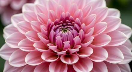 A close up shot of a pink dahlia flower showing its intricate petal arrangement and center detail