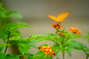black dotted High Brown Fritillary upperwing beautiful butterfly with yellow lantana flower in plant garden 