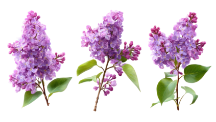 Three vibrant lilac flower clusters against a black background.  Each cluster displays delicate,  purple-pink blossoms, and slender stems with  green leaves