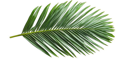 Obraz premium A Single Palm Leaf Isolated On A Transparent Background The Leaf Is Green And Has A Long Slender Shape With A Central Vein And Many Parallel Veins The Leaf Is Slightly Curved Giving It A Graceful Appe