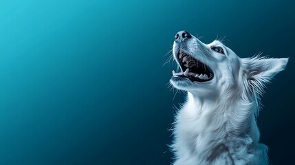 Close up portrait of a cute white dog sitting on a light blue background