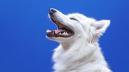 Close up portrait of a cute white dog sitting on a light blue background