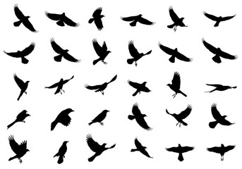 Collection of black bird silhouettes in various flying poses