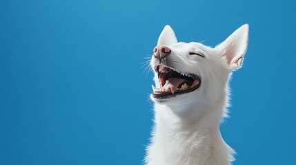 Close up portrait of a cute white dog sitting on a light blue background