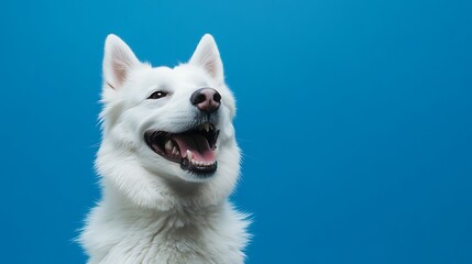 Close up portrait of a cute white dog sitting on a light blue background