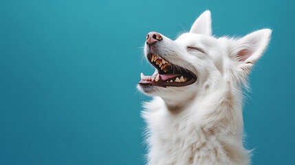 Close up portrait of a cute white dog sitting on a light blue background