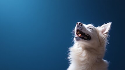 Close up portrait of a cute white dog sitting on a light blue background