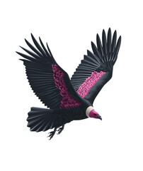 A majestic california condor soaring through the sky with wings spread isolated on transparent background