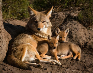 Mother Coyote Resting in Den with Playful Pups. A beautiful photo of a coyote family.