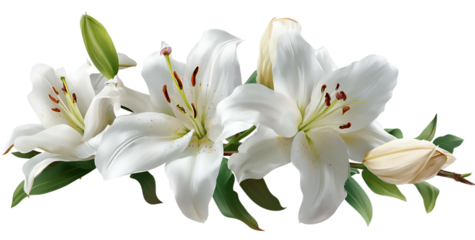 A cluster of elegant white lily flowers isolated on transparent background