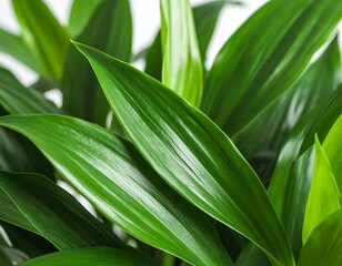 Obraz premium Close-up of vibrant green leaves