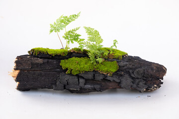wooden log with moss isolated on white
