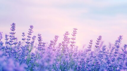 Fototapeta premium Lavender flowers arranged on a white background with soft natural colors
