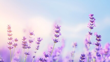 Naklejka premium Lavender flowers arranged on a white background with soft natural colors